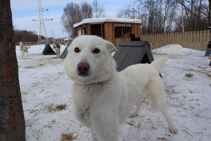 Собака поет. Лайка лает. Лай ка. Вой хаски. Гавканье собаки.