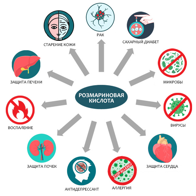 Чудесные свойства розмариновой кислоты