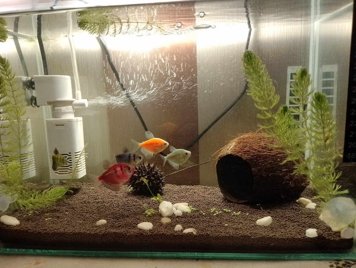 До переселения в больший дом.