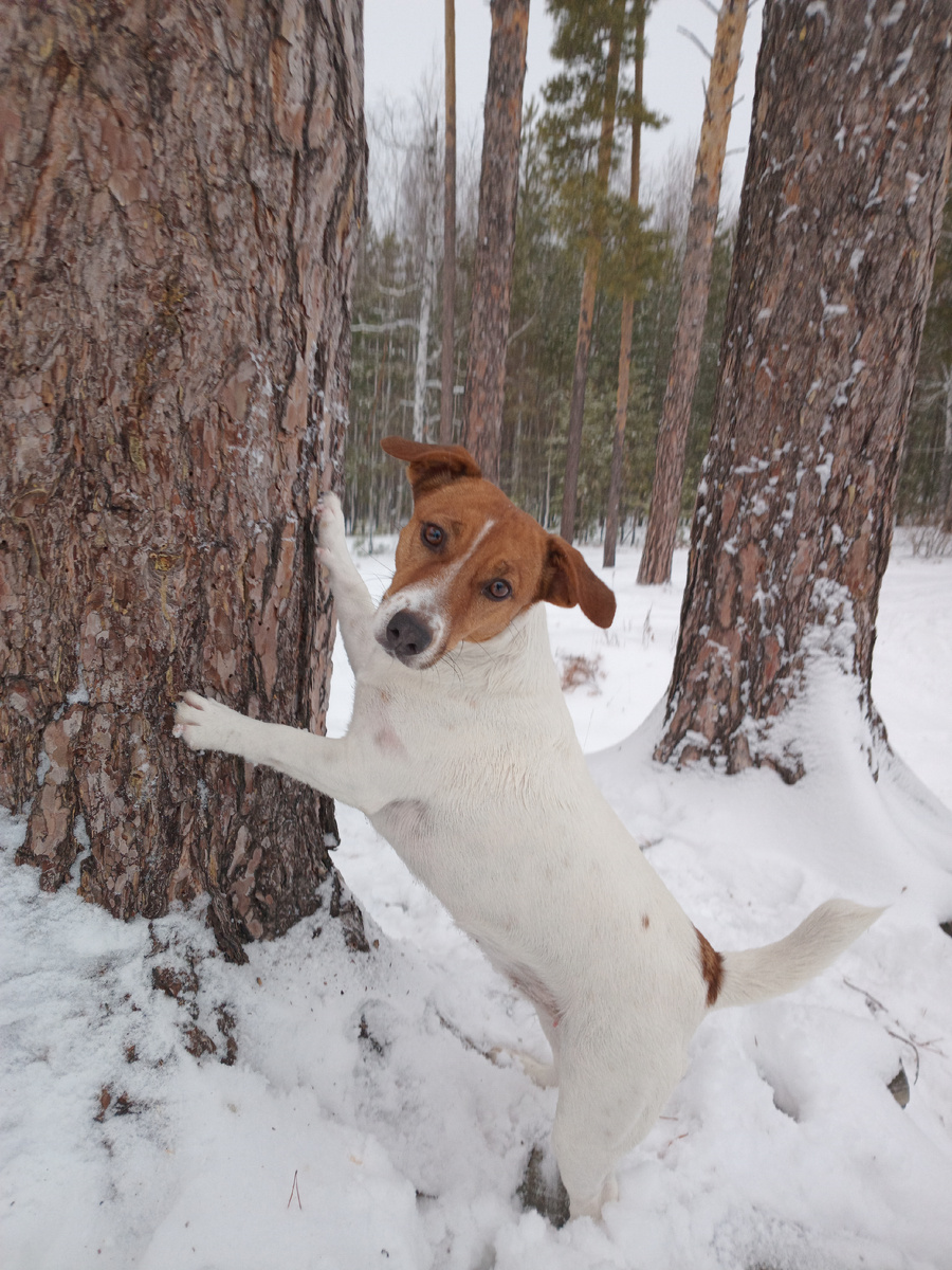 Супер Умная и Послушная Джек-Рассел Жасмин 
