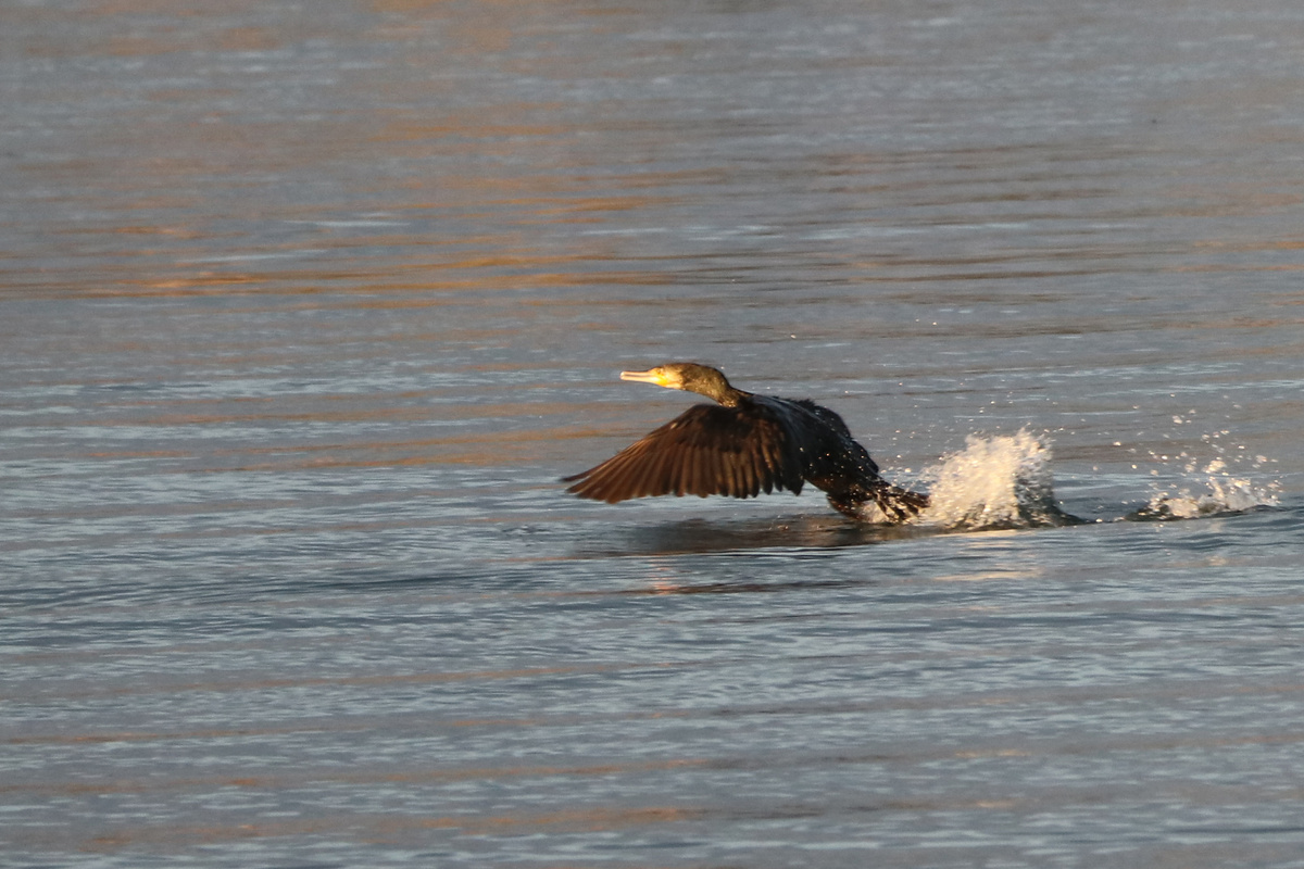 Большой баклан