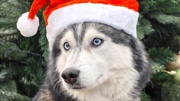 Реклама ООО «ЗООМЕД КЛИНИКА» ИНН:7735195662 erid:2VSb5wGBCKa