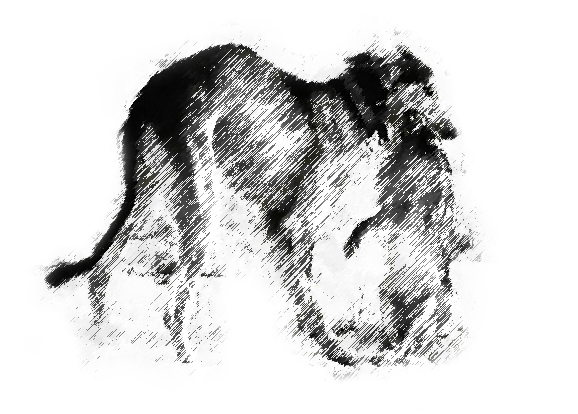 Сэхра Эль Мерген Басир, 9 мес, аппортировка.