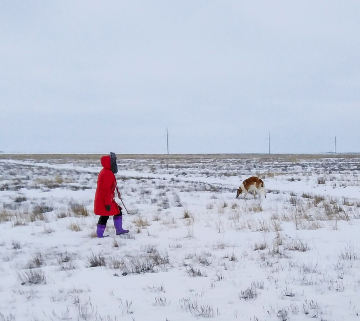 Русская псовая борзая Огонь, вл. Онуфриева М.А.