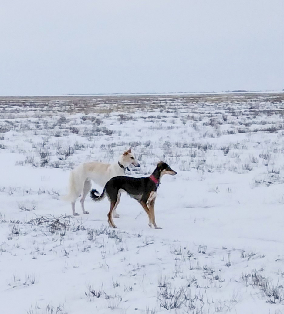 Русская псовая борзая Отрада Души и
южнорусская степная борзая Гарна, вл. Кожемякина О.В.