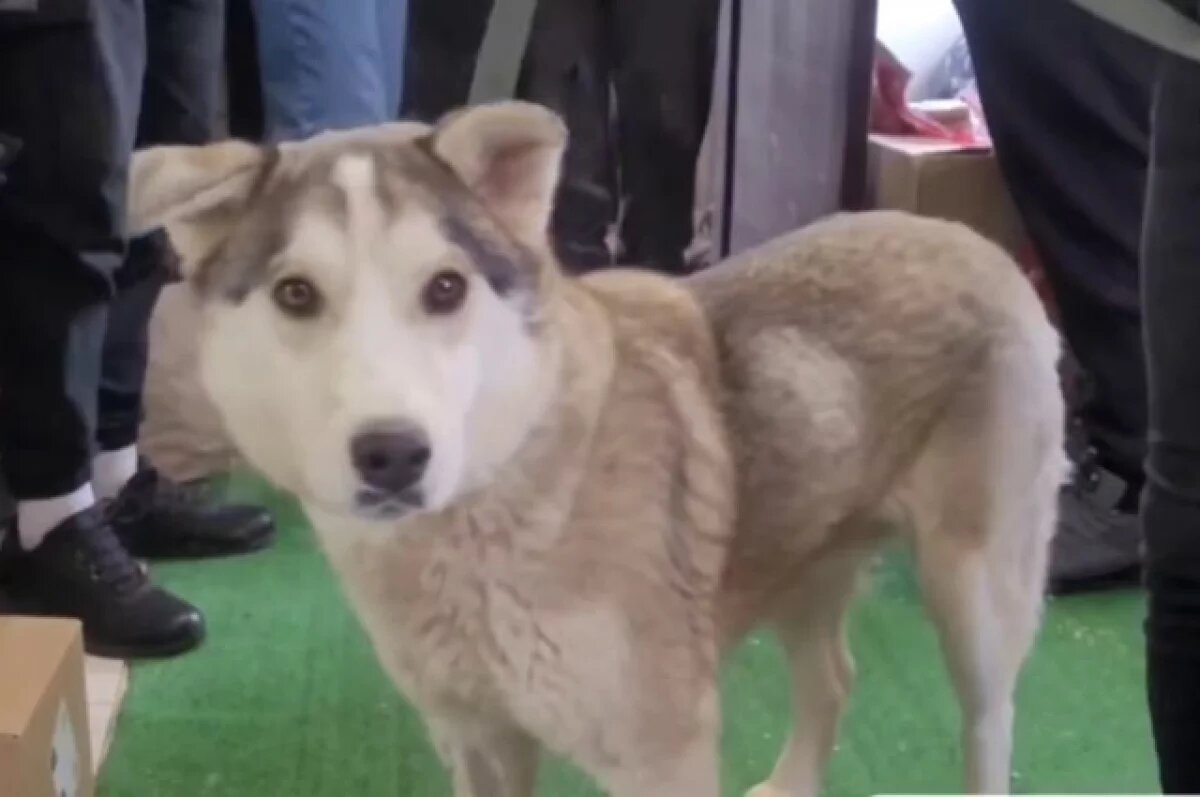    В Анапе приют помогает пострадавшим от выброса нефтепродуктов собакам