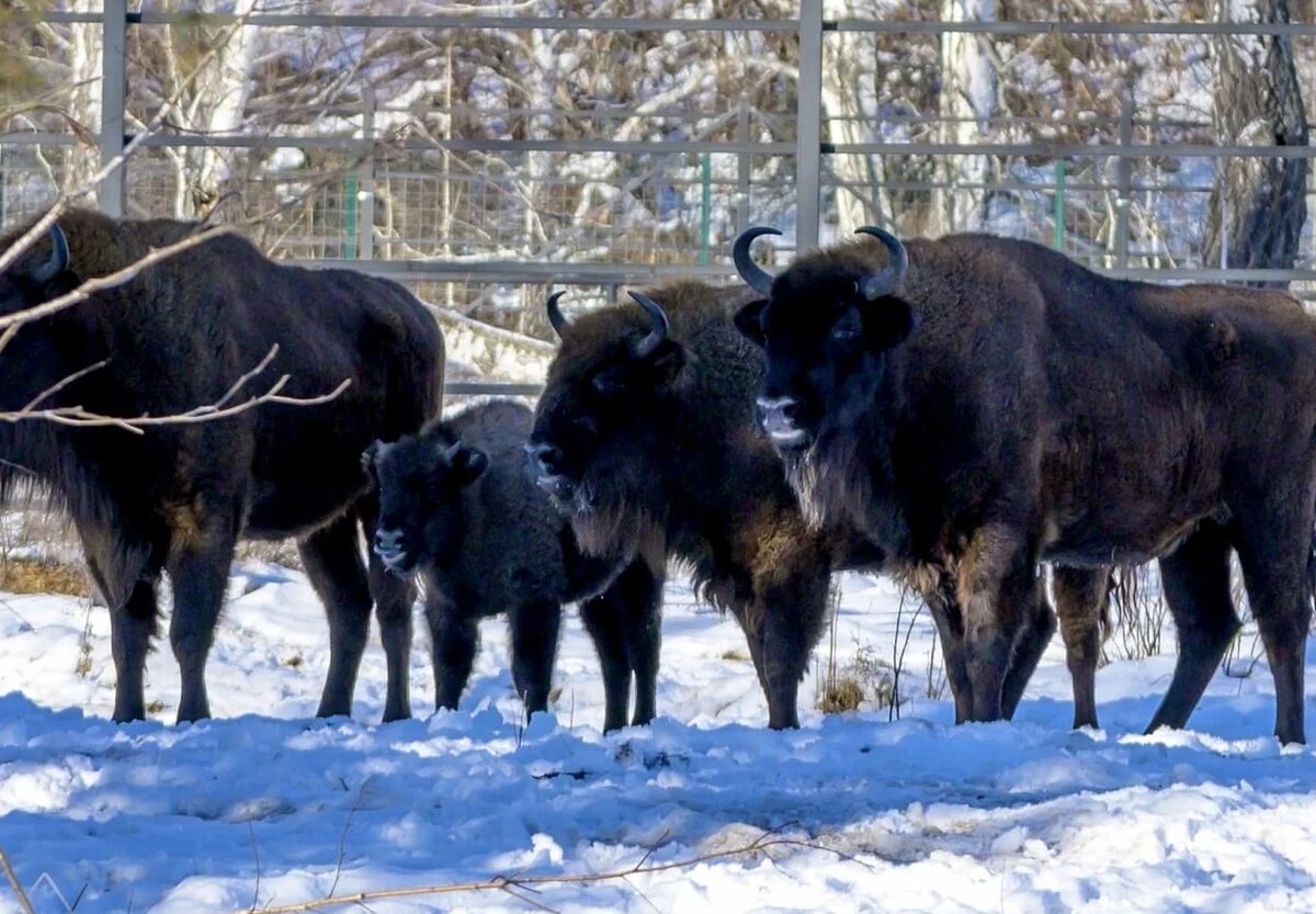 Фото: Дирекция по ООПТ