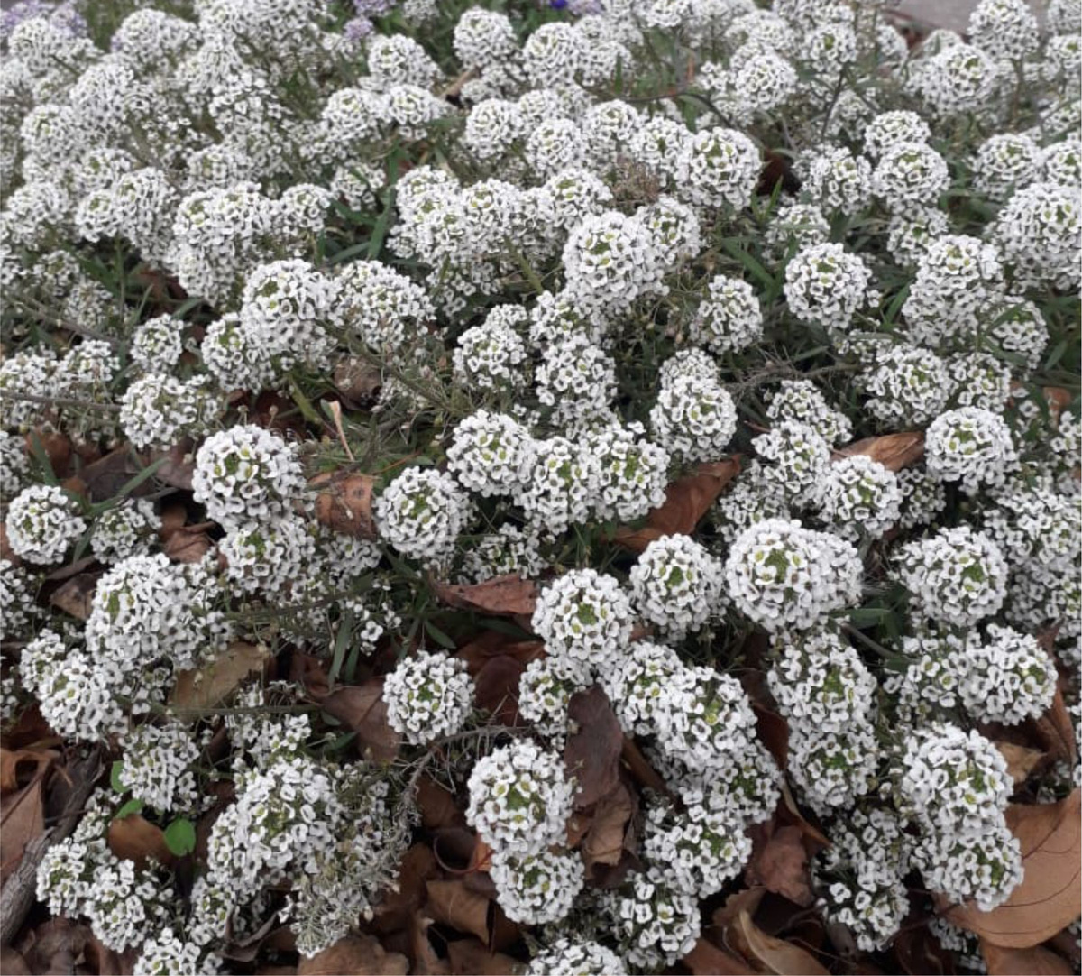 Мамин алиссум. 