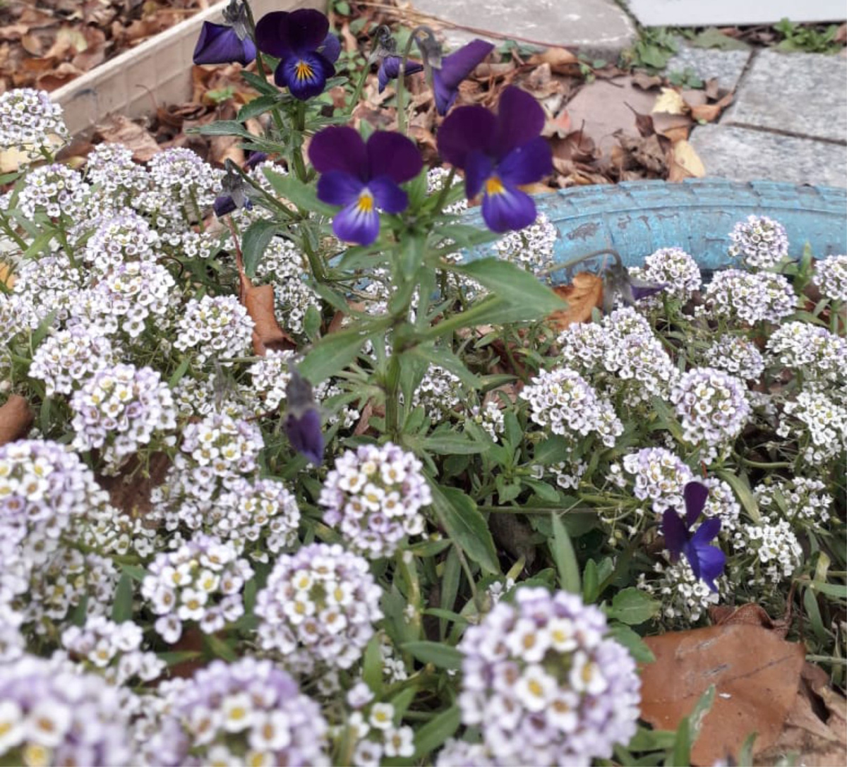 Осень. Алиссум и фиалка.