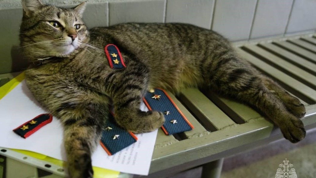    фото: МЧС Москвы