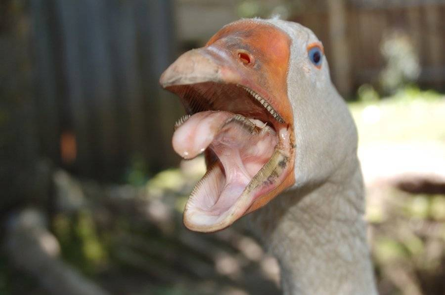 Уверен, отмену продажи яиц пролоббировали гуси!