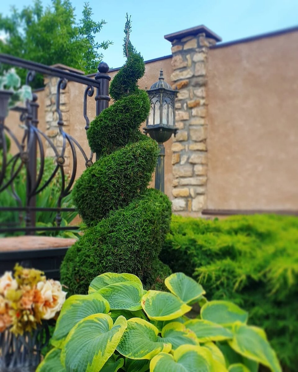 Низкая живая изгородь