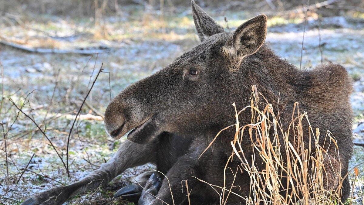    Фото: Patrick Pleul/globallookpress.com