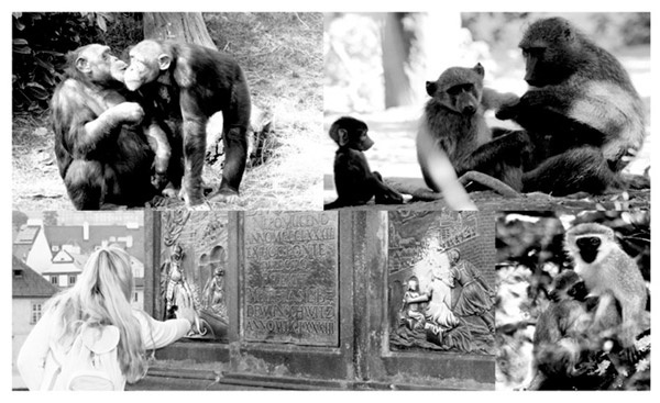 Рис. 2. Примеры социального поведения приматов, способствующие передаче микробов
Примеры социального поведения приматов, способствующие передаче микробов: вверху слева — «поцелуи» у шимпанзе; вверху справа — груминг у бабуинов; внизу слева — прикасание к религиозным реликвиям у человека; внизу справа — выкармливание материнским молоком у зелёных мартышек. Фото из статьи A. J. Montiel-Castro et al., 2013. The microbiota-gut-brain axis: neurobehavioral correlates, health and sociality