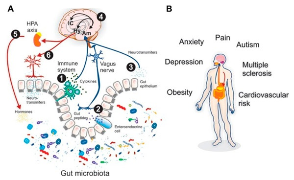 А. Ось «кишечная микробиота — мозг» (KMM): прямые и опосредованные двусторонние связи между кишечной микробиотой и центральной нервной системой, включая эндокринную, иммунную и нервную регуляцию. В центростремительную (чувствительную) часть KMM (синие стрелки) входят: 1 — лимфоциты, способные зондировать кишечный проход и посредством своего цитокинеза осуществлять эндокринное или паракринное воздействие на нервную систему; 2 — чувствительные нервные окончания, такие как блуждающий нерв, могут быть активированы кишечными пептидами, выделяемыми энтероэндокринными клетками; 3 — нейротрансмиттеры или их предшественники, являющиеся метаболитами микробиоты, могут воздействовать на кишечный эпителий с эндокринным или паракринным эффектом; 4 — после ствола головного мозга в работу нервной сети в качестве основных интеграторов сигналов от кишечника вступают миндалевидное тело (Am) и островковая доля (IC). Затем с активацией гипоталамуса (Hy) включается центробежная (двигательная) часть КММ (красные стрелки): 5 — кортикостероиды, выделяемые в результате активации гипоталамо-гипофизарно-адреналовой оси (HPA), преобразуют состав микробиоты кишечника; 6 — возбуждение двигательных нейронов может выражаться в том числе в симпатическом возбуждении. B. С воздействием микробиоты кишечника могут быть связаны не только заболевания кишечного тракта и ожирение, но и проблемы сердечно-сосудистой системы, аутизм, состояние тревоги/депрессии и рассеянный склероз. Рисунок из статьи A. J. Montiel-Castro et al., 2013. The microbiota-gut-brain axis: neurobehavioral correlates, health and sociality