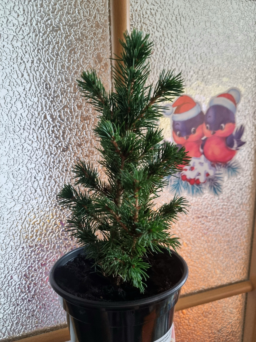 Живая елочка