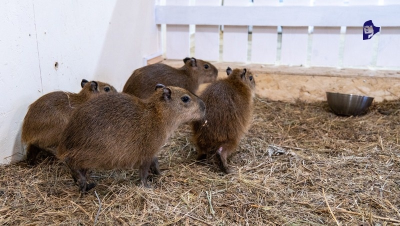      Фото: Александр Скрыпник / / ИА «Победа26»