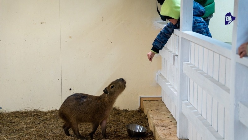    Капибара Рики любит сельдерей Фото: Александр Скрыпник / / ИА «Победа26»