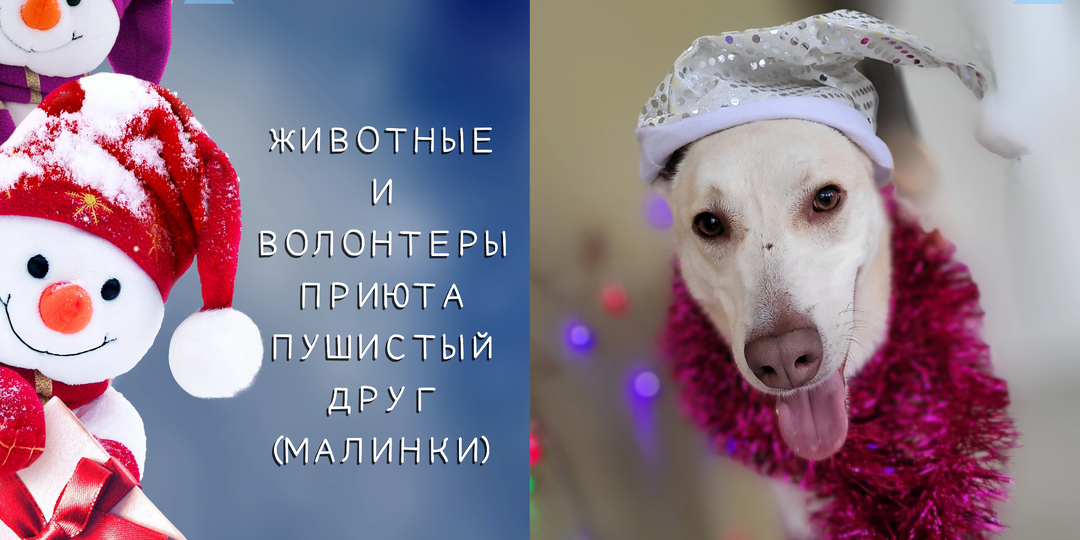 С надеждой в Новый год: поздравление от волонтеров приюта Малинки (бывший Кожуховский)