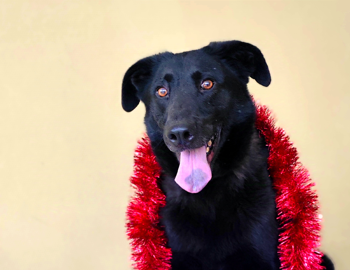 Кареглазый Фрейд. +7 964 579-10-61 Екатерина