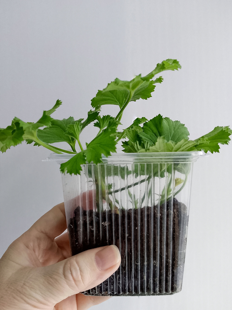 Черенки укоренились ещё месяц назад