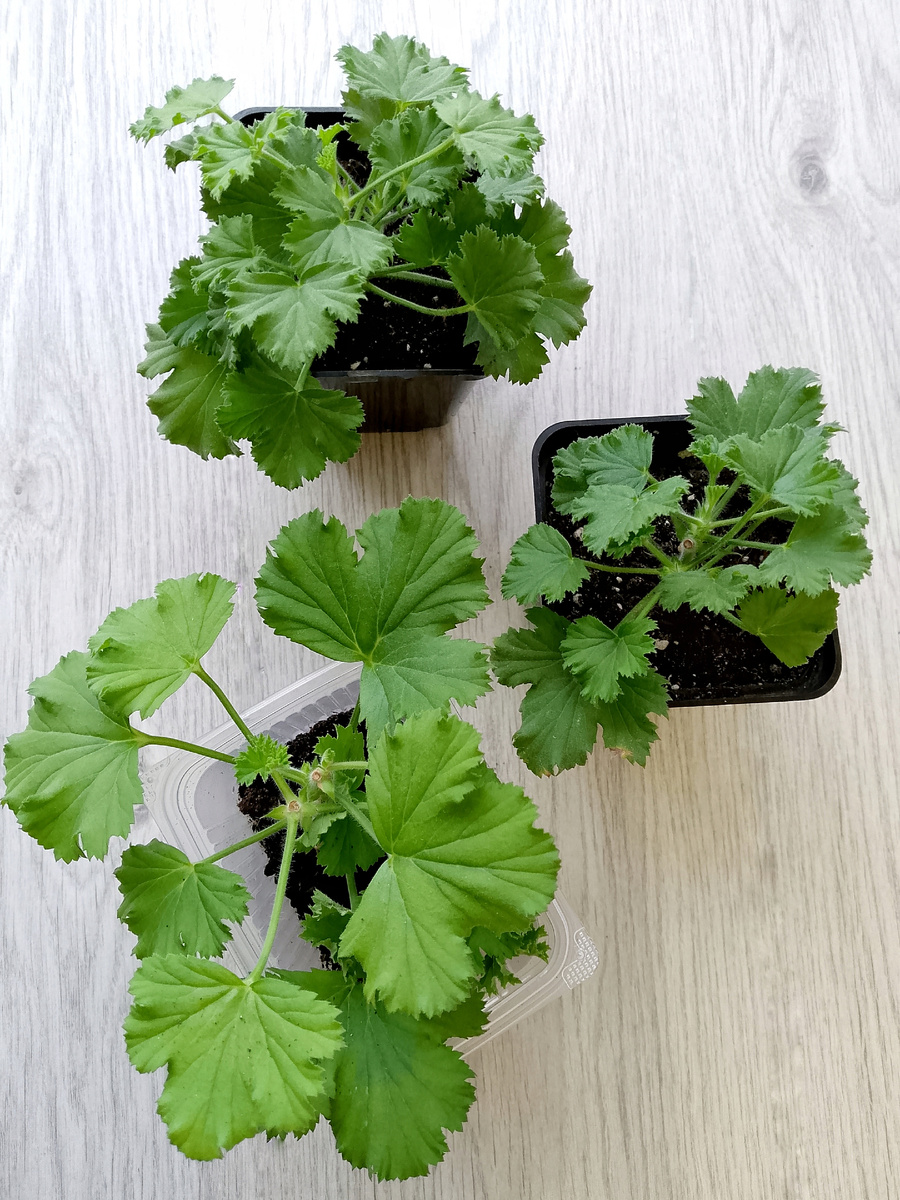 Два молодых куста пеларгонии укоренились ещё в августе. Уже была прищипка, медленно обрастают, принимая красивые очертания шарообразной формы