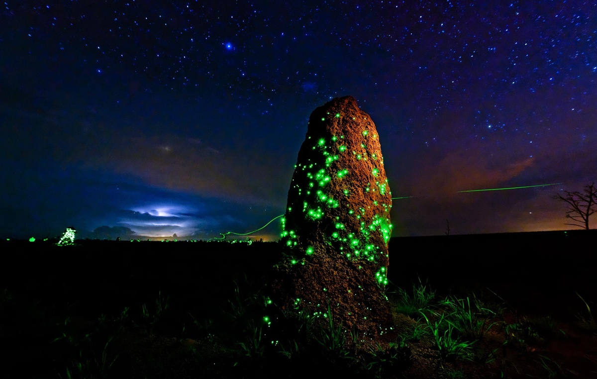 Источник: nhm.ac.uk