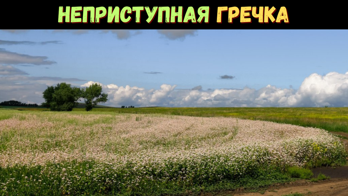 Отсутствие культуры потребления гречки создает замкнутый круг: нет спроса — нет производства, нет производства — нет традиции потребления.