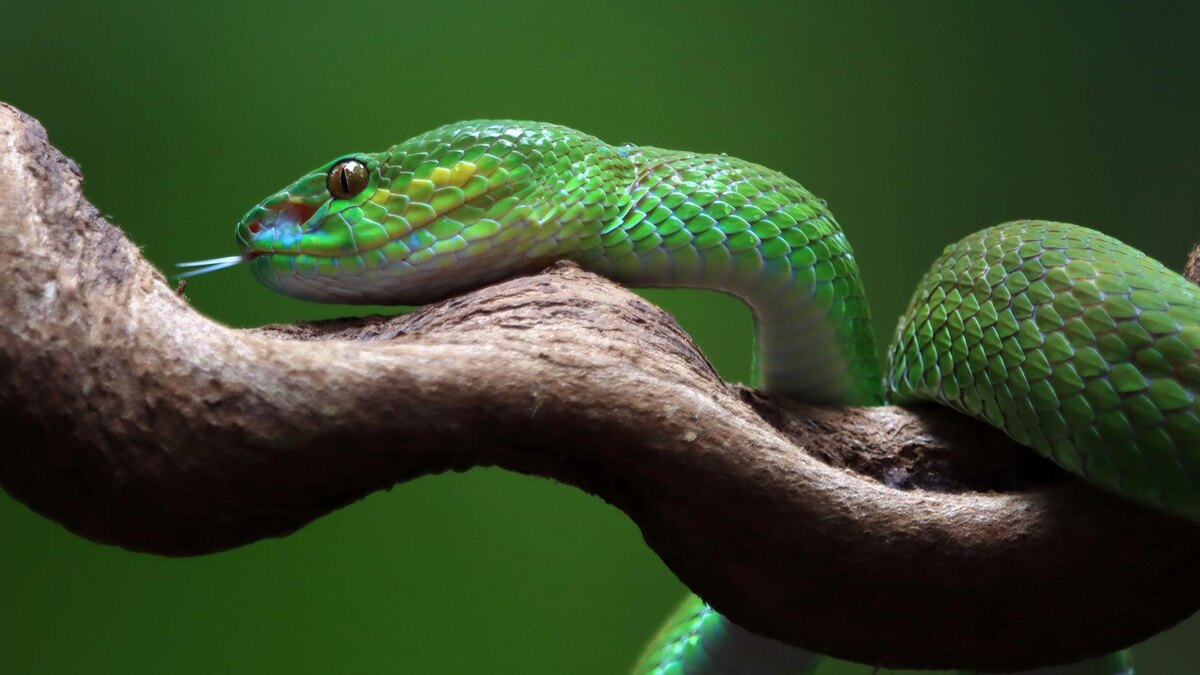 Фото: freepik.com/kuritafsheen77