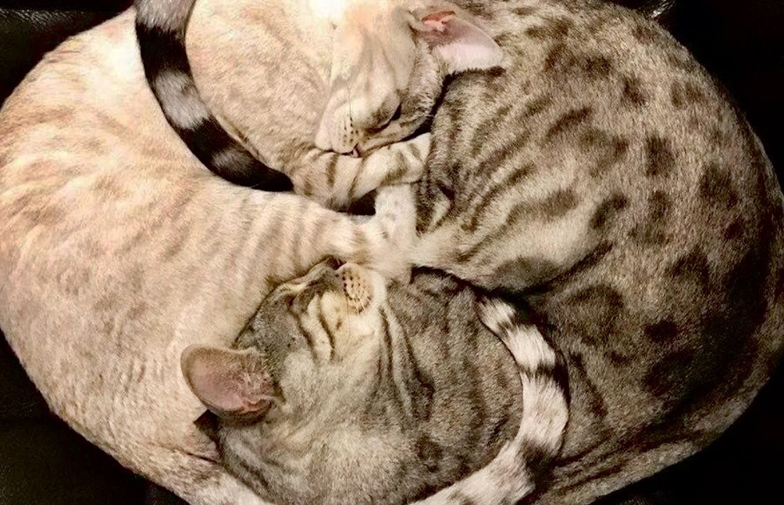 Теперь вы видели все: это и есть настоящий круговорот котов в природе ->->->