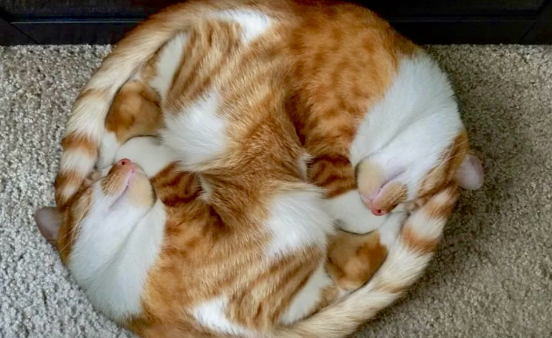 А вот вам и второй вариант круговорота в рыжей теме. Огромный пушистый клубочек счастья ->->->