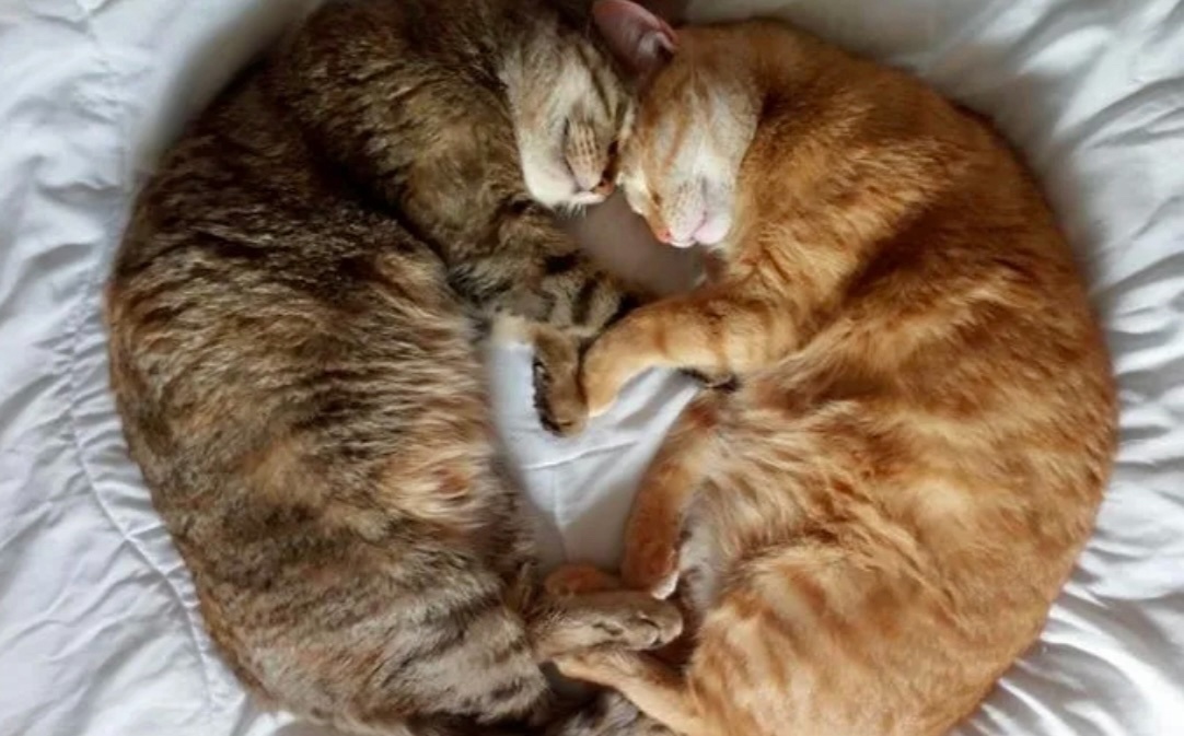 Му-мур-мур, между нами амур! 