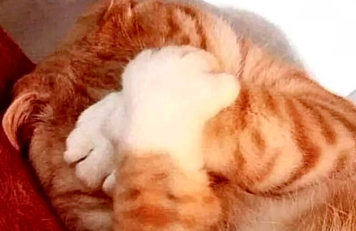 Все! Я обиделась! Не проси от меня успокоительных мурчаний! ->->->