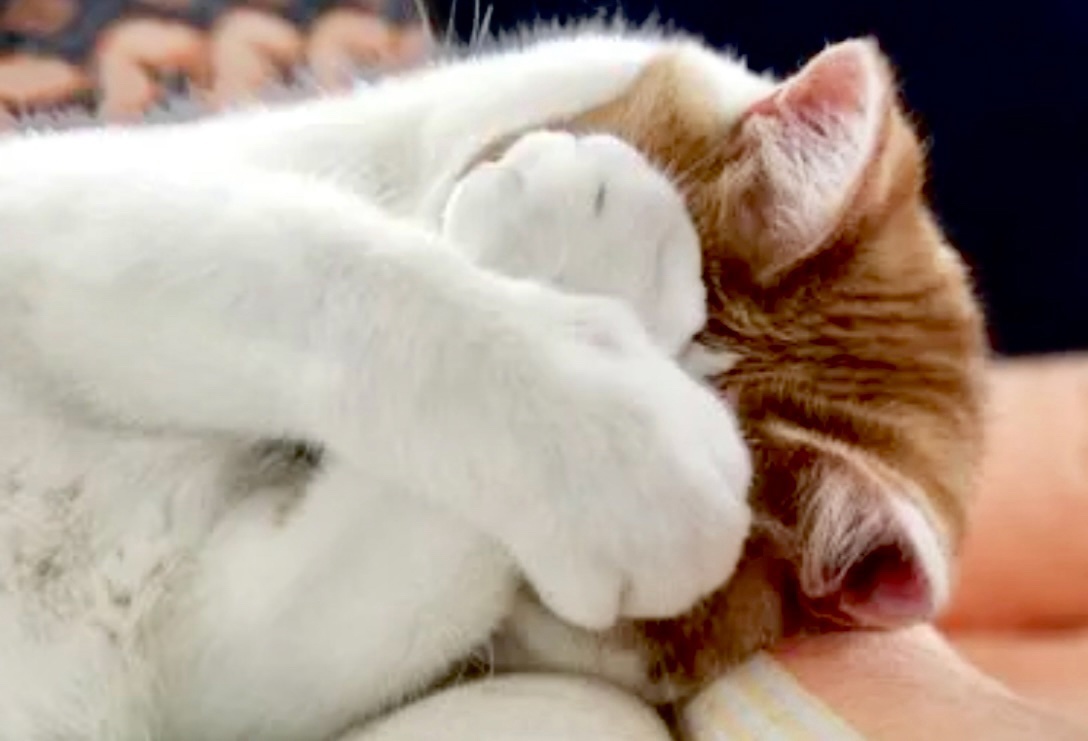 Все, теперь я точно уйду из дома! (дня на 2 , наверно хватит, чтоб их напугать)