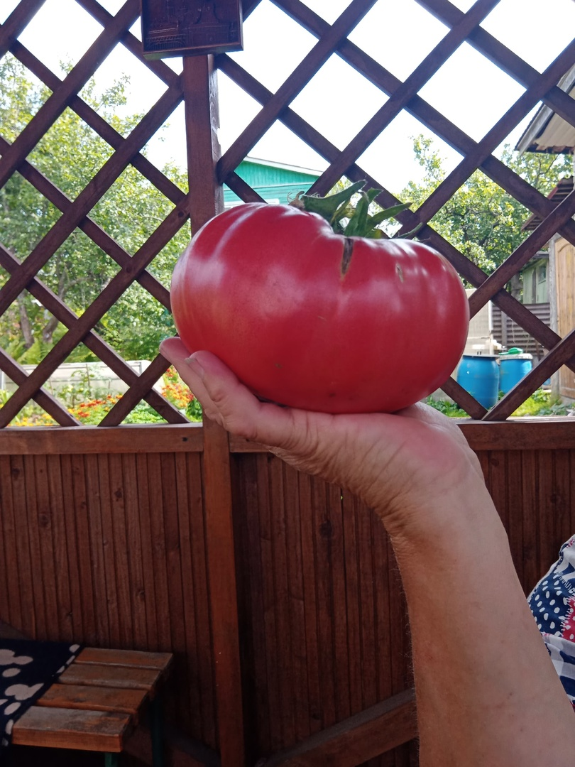 Сеньор-помидор.