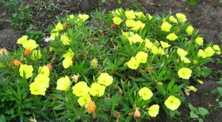    Как добавить магии в ваш сад в 2025 году - совет специалистов Омского Россельхозцентра