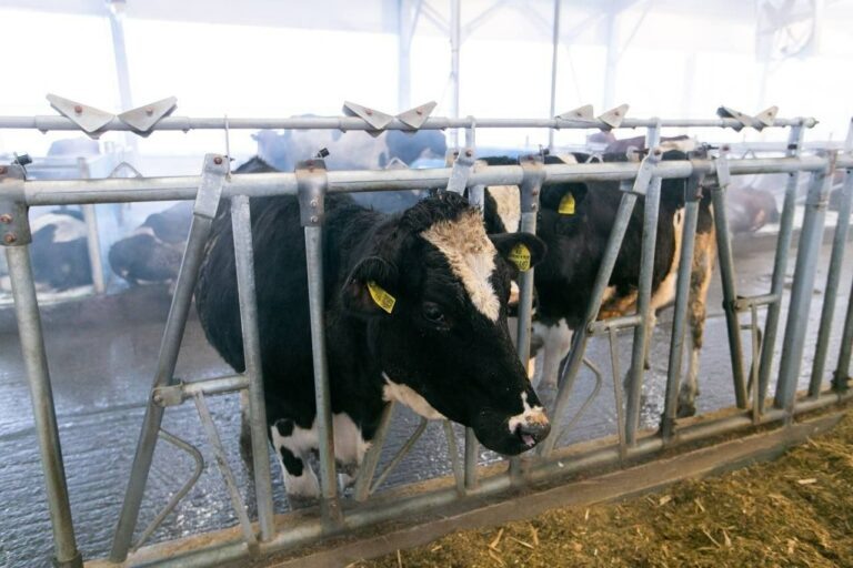    В Новосергиевском районе запустили в работу новый молочный комплекс Кристина Просвиркина