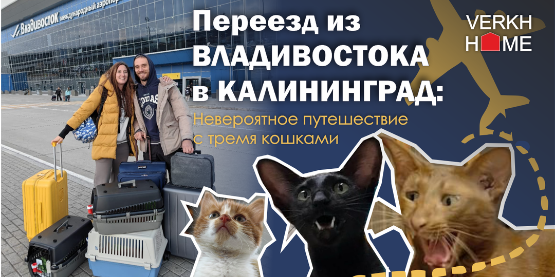 Переезд из Владивостока в Калининград: Невероятное путешествие с тремя кошками