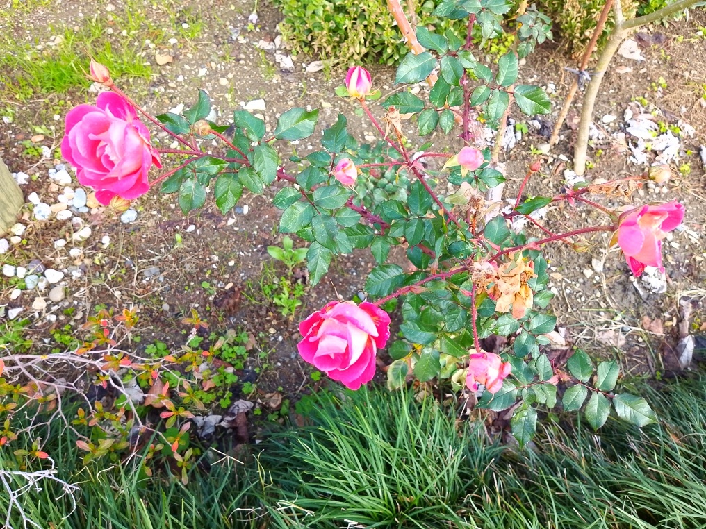 Розы рядом с отелем