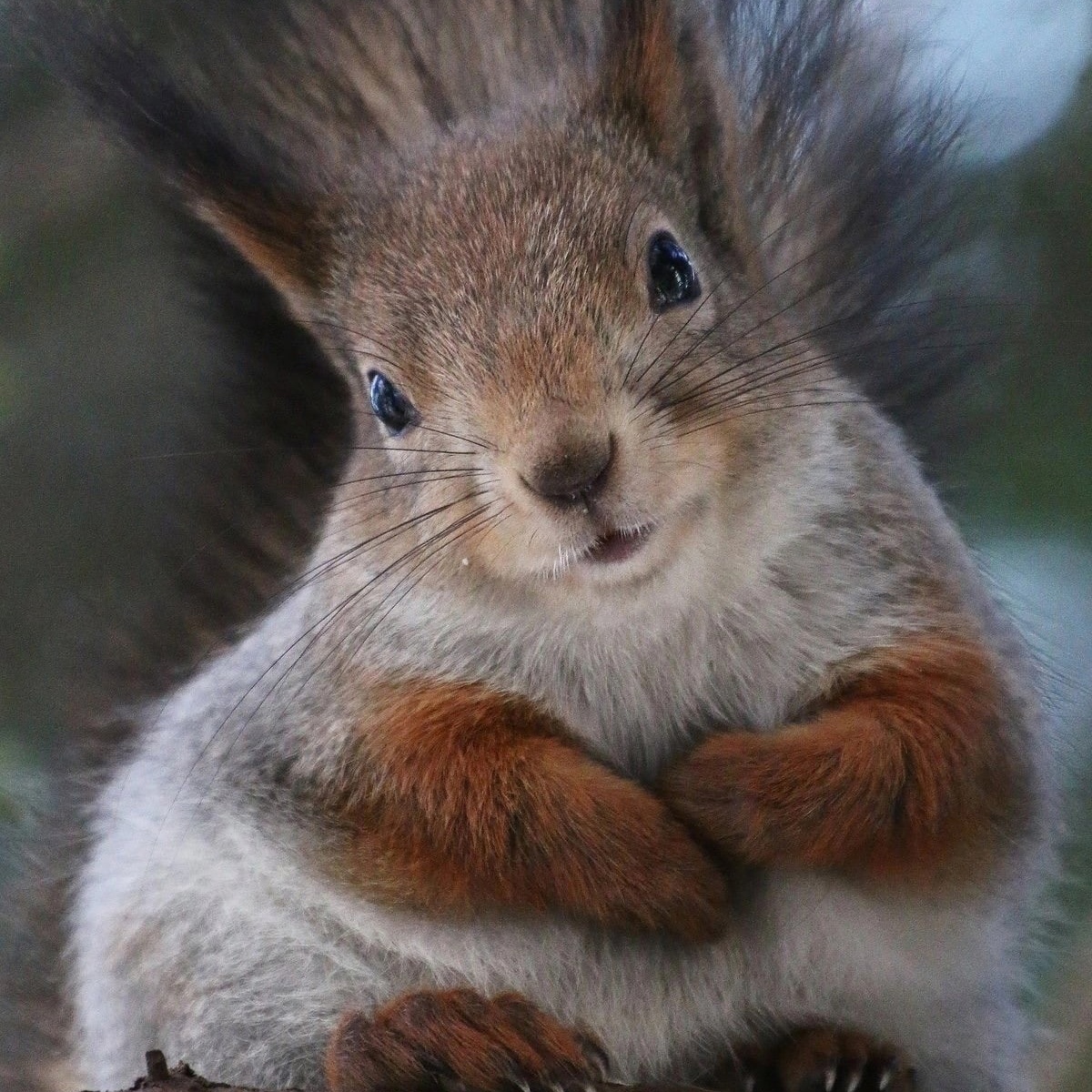 Фото взято из открытых источников