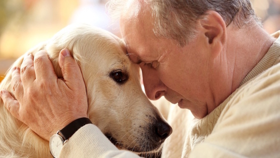    Собака умирает, как это определить и как помочь питомцу: рекомендации ветеринара Андрей Бурков