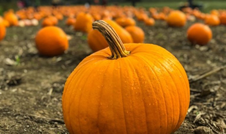    Фото: unsplash.com / Marius Ciocirlan Илья Федоров