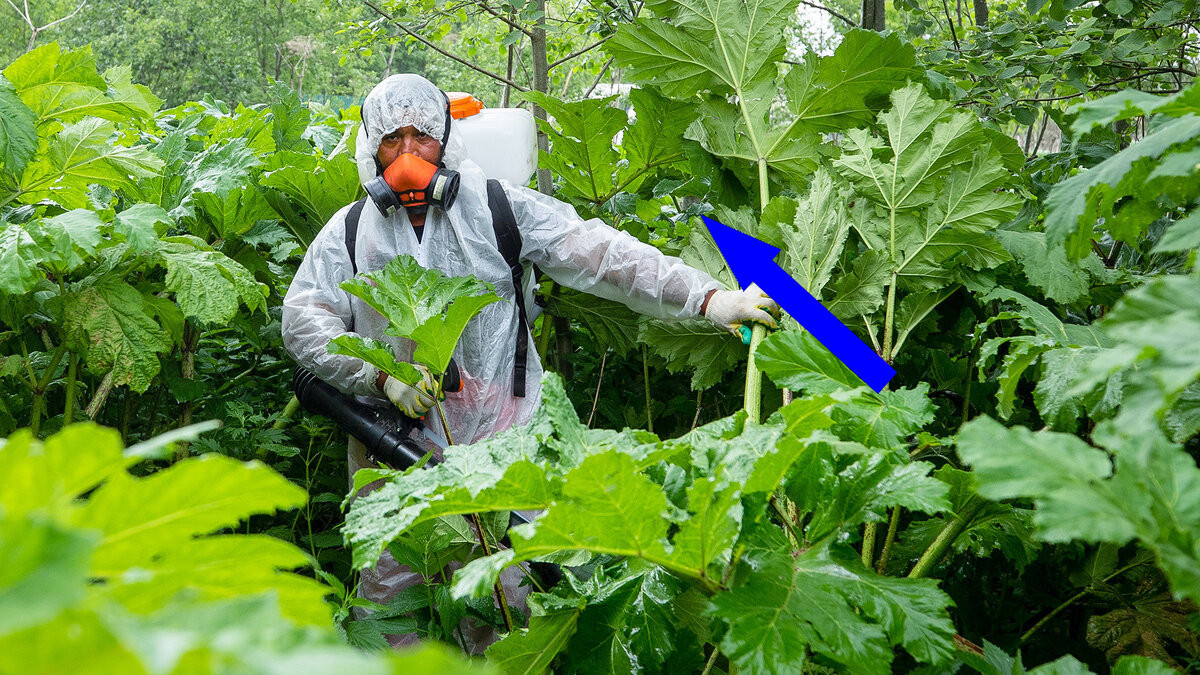   Вредитель атакует борщевик Сосновского