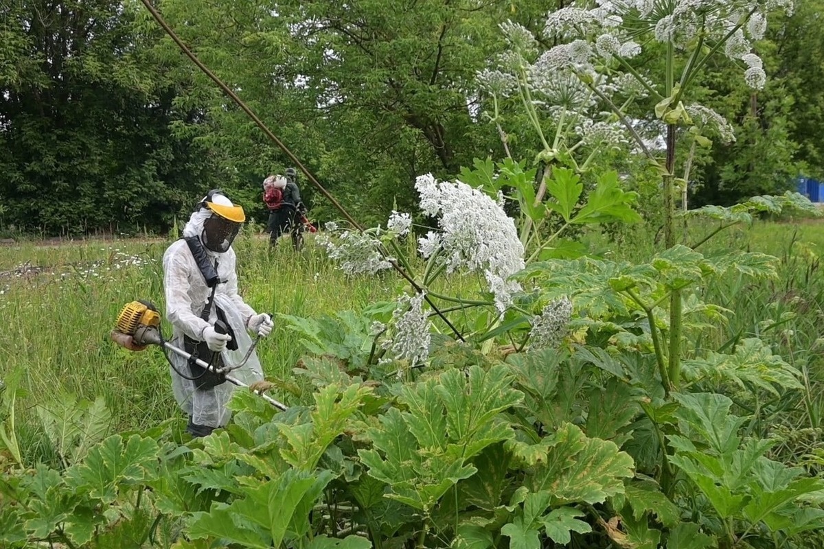    Вредитель атакует борщевик Сосновского