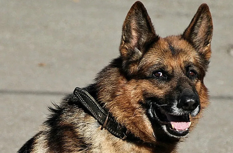 Яндекс. Картинки для обложки