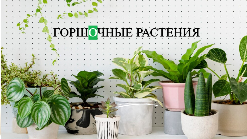 фото от freepik