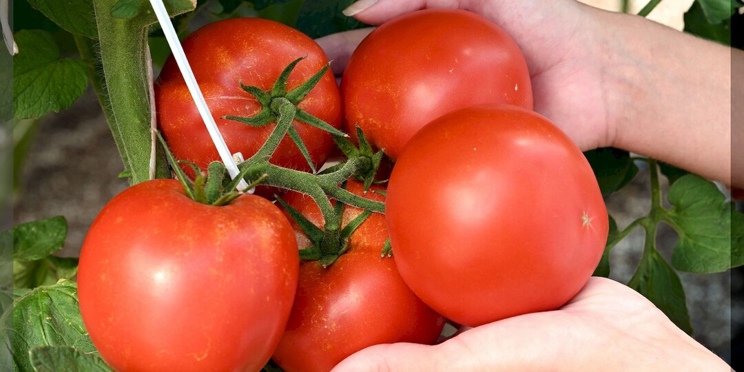 25 сортов и гибридов томатов для теплицы и открытого грунта: томаты, урожайность которых особенно хвалили дачники. Часть 2