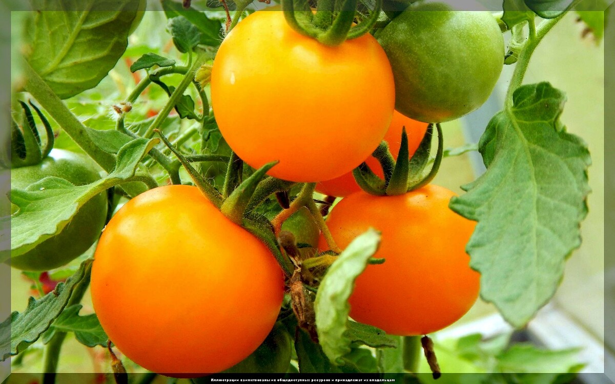 https://vk.com/photo-159774511_457268540. Томат "Детская сладость золотая".