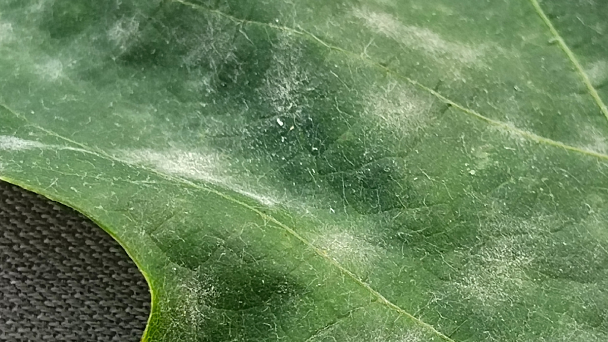 Налёт оидиума на поверхности виноградного листа 