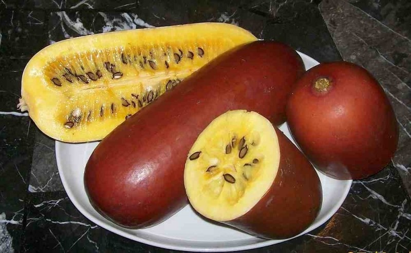 Сикана душистая: вожделенная тыква для российских дачников